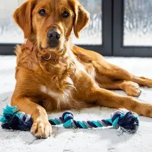 Dog on carpet | Family Flooring